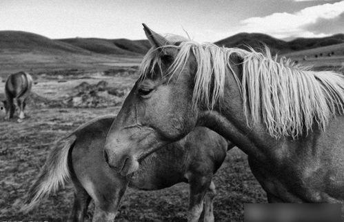 行者老马个人资料